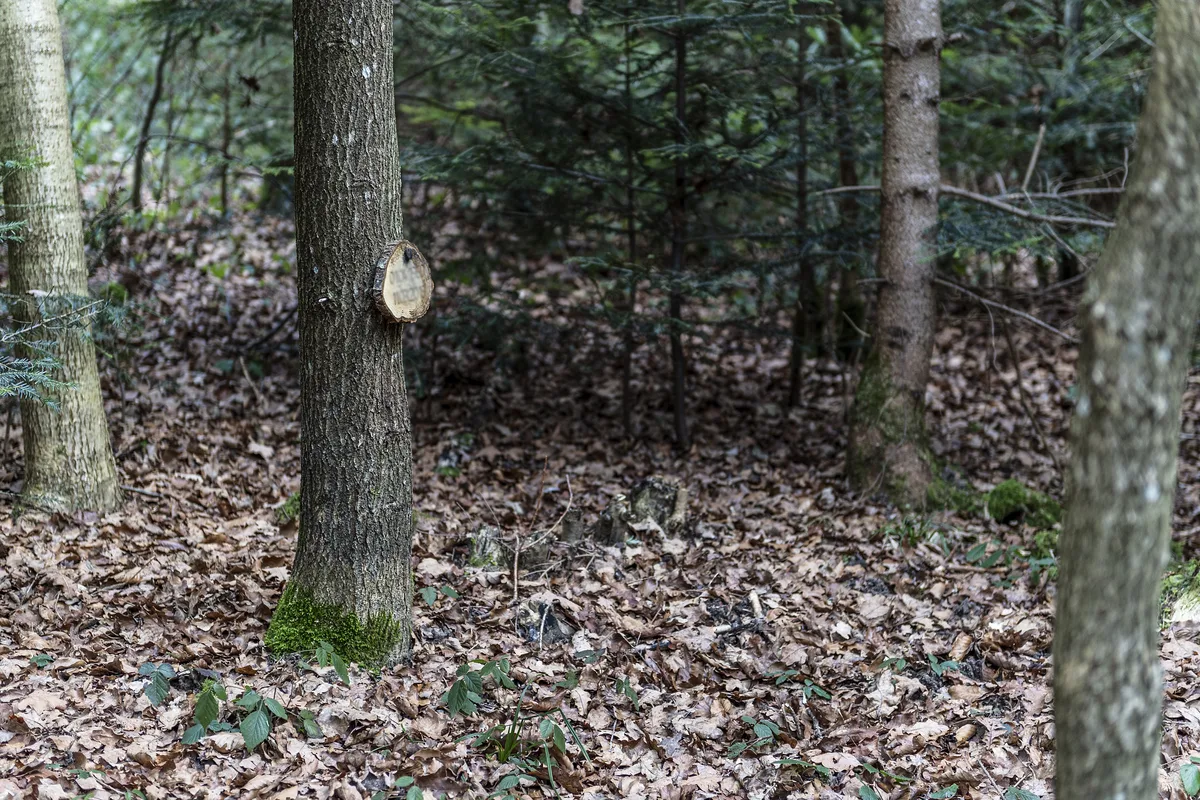 Blick auf ein Baumgrab auf dem Waldfriedhof Pfäffikon